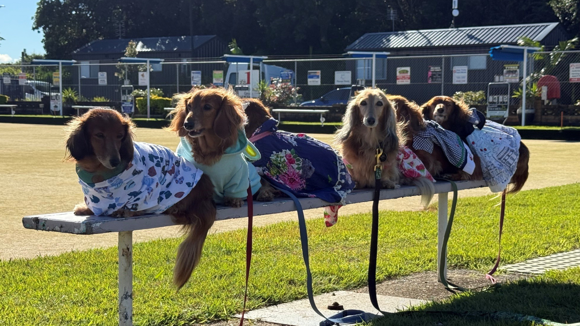 Five long-haired dachshunds, each wearing a different colorful outfit, sit in a row on a white bench on a sunny day.